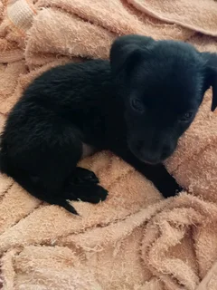 Border Collie Cross puppy