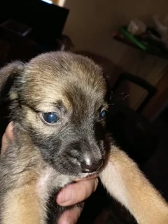 Border Collie Cross puppy