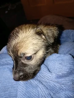 Border Collie Cross puppy