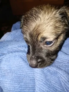 Border Collie Cross puppy