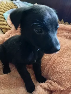 Border Collie Cross puppy Boy