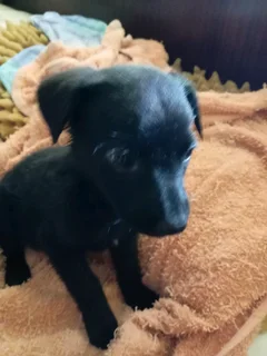 Border Collie Cross puppy Boy