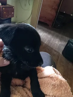 Border Collie Cross puppy Boy