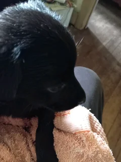 Border Collie Cross puppy Boy