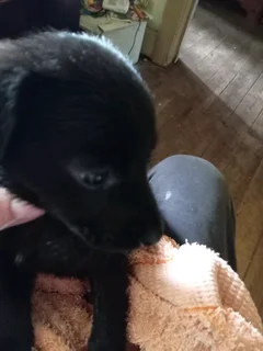 Border Collie Cross puppy Boy