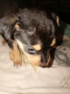Border Collie Cross Girl puppy