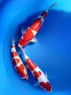 KOI PONDS - WATER FEATURES - MAINTENANCE - WATERPROOFING - KOI IMPORTS - FISH HEALTH
