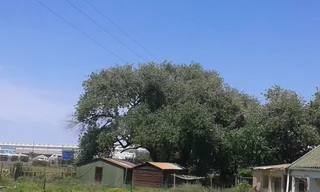 SMALLHOLDING - JOOSTENBERGVLAKTE -N1 - DEVELOPMENT GROUND