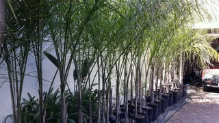 Beautiful Queen Palm Trees Cocos Hardy Healthy New