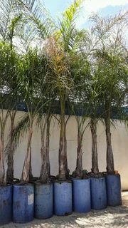 Beautiful Queen Palm Trees Cocos Hardy Healthy New