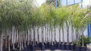 Beautiful Queen Palm Trees Cocos Hardy Healthy New