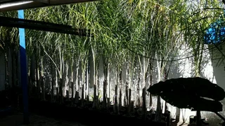 Beautiful Queen Palm Trees Cocos Hardy Healthy New