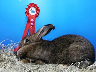 Quality Flemish Giant Rabbits available from excellent bloodlines