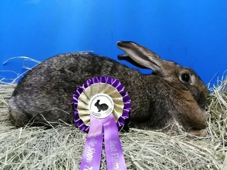 Quality Flemish Giant Rabbits available from excellent bloodlines