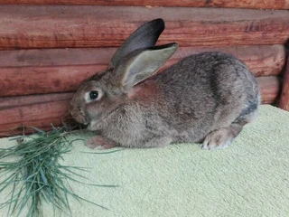 Quality Flemish Giant Rabbits available from excellent bloodlines