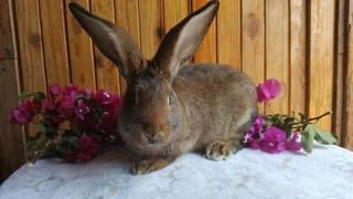 Quality Flemish Giant Rabbits available from excellent bloodlines