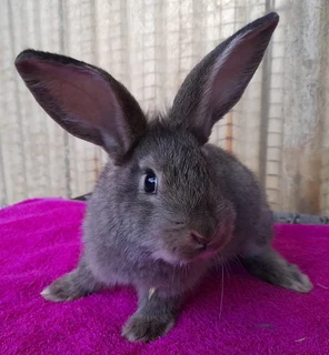 Quality Flemish Giant Rabbits available from excellent bloodlines