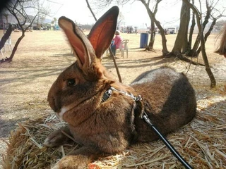 Quality Flemish Giant Rabbits available from excellent bloodlines