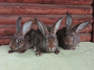 Quality Flemish Giant Rabbits available from excellent bloodlines