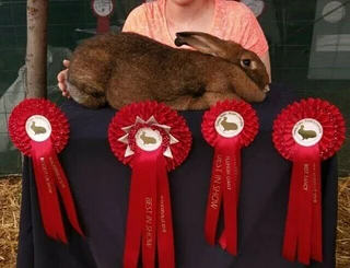 Quality Flemish Giant Rabbits available from excellent bloodlines
