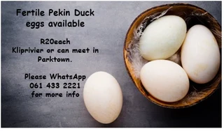 Fertile Pekin Duck Eggs available