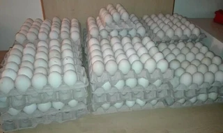 Fertile Pekin Duck Eggs available