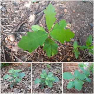 Oak Tree Saplings for sale