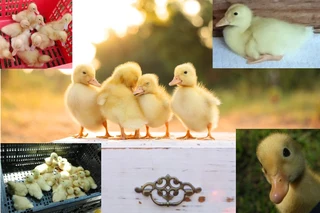 Pekin ducklings for sale