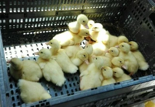 Pekin ducklings for sale