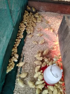 Pekin ducklings for sale
