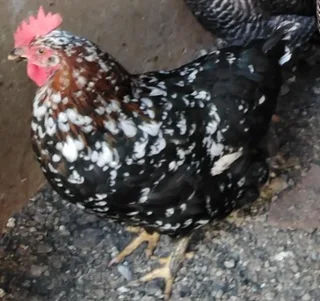 hatching eggs available R10 per egg