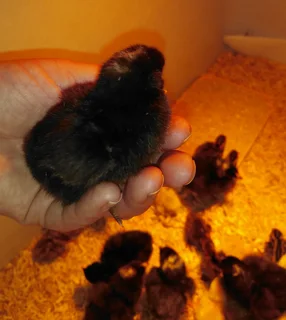 Hardy chicken chicks for sale, perfect for free range flock