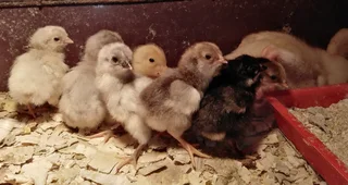 Beautiful easter egger chicken chicks available