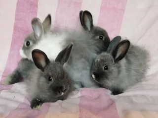 Jersey Wooly pet bunnies available to good homes
