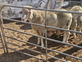 SA MUTTON MERINO RAMS