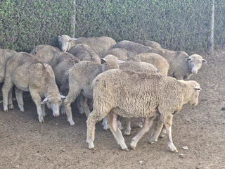 Young Mutton Merino Ewes