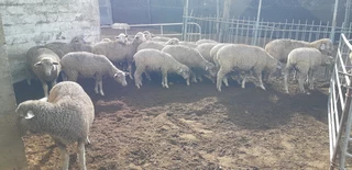 MUTTON MERINO EWES FOR BREEDING