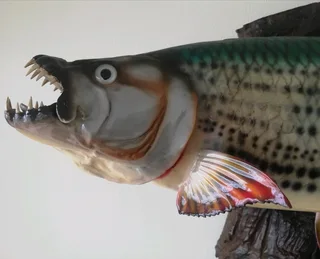 Beautiful Tiger fish Taxidermy Mount.