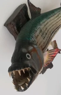 Beautiful Tiger fish Taxidermy Mount.