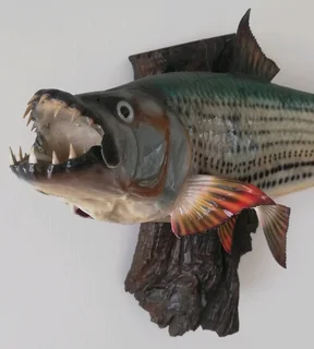 Beautiful Tiger fish Taxidermy Mount.