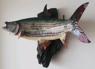 Beautiful Tiger fish Taxidermy Mount.