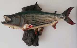 Beautiful Tiger fish Taxidermy Mount.