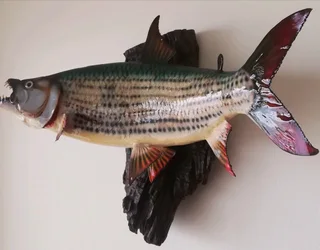 Beautiful Tiger fish Taxidermy Mount.