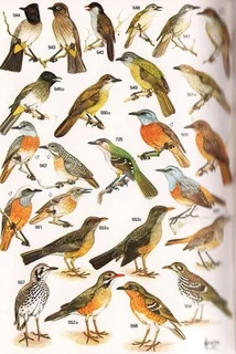 Robert&#39;s book of birds 1985