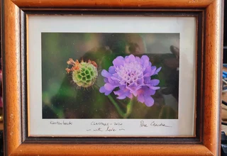 Kirstenbosch photo by Peter Crowdse