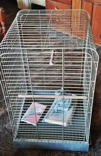 African grey large cage with extra swings