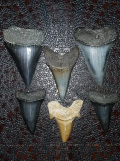 Rare Collection of Fossilized Shark Teeth.