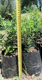 Pomegranate Wonderful fruit trees for sale#