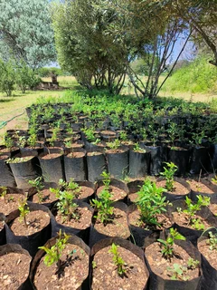 Pomegranate Wonderful fruit trees for sale#