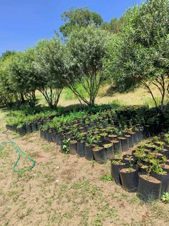 Pomegranate Wonderful fruit trees for sale#